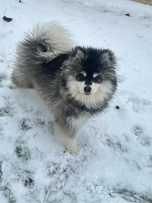 pomsky rüde zu verkaufen