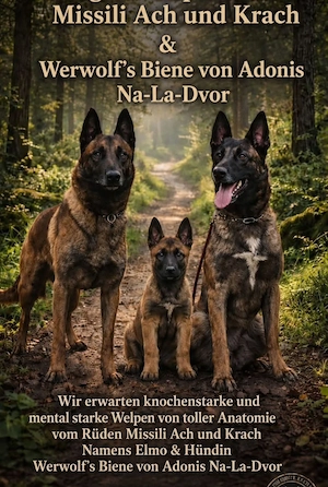 Belgische Malinois 