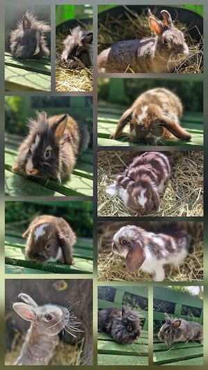 Zwergkaninchen 