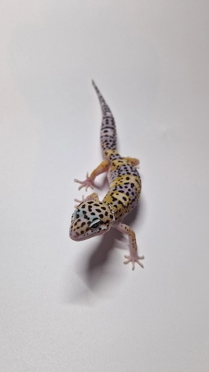 1.0 Black Night het. Raptor 
