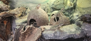 Halsbandleguane