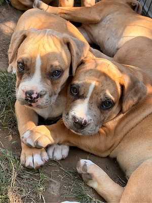 Traumhafte American Bully XL Welpen aus liebevoller Familienaufzucht 