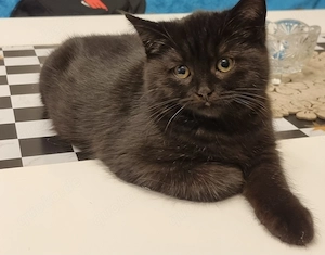 Eine wunderschöner BKH Kater 