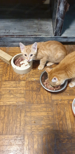 1 Rotes katzenbaby abzugeben  reserviert  Bild 4