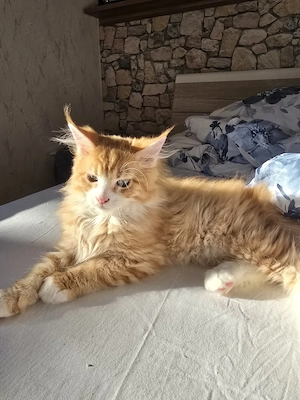Maine coon kitten