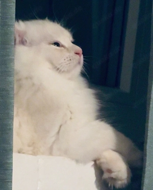 Liebevoller Kater sucht neues Zuhause