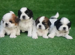 Shih tzu mini welpen