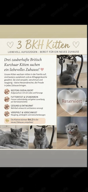 BKH Kitten zu verkaufen