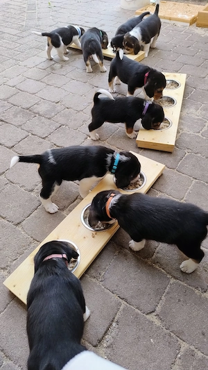 Beagle Welpen Tricolor - Reinrassig (noch 4 Welpen)