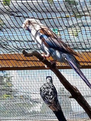 Pennantsittiche blau