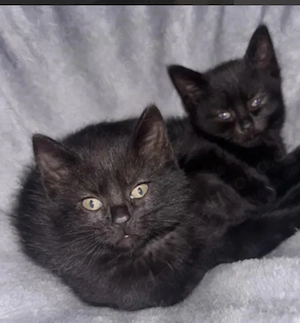 Schwarze Main coon mix  kitten ulm