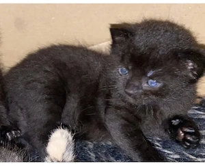 Schwarze Main coon mix  kitten