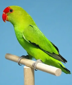 Taranta Bergpapageien