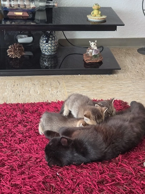 Wunderschöne Britisch Kurzhaar Kitten (Golden Tabby) suchen ein neues Zuhause Bild 2