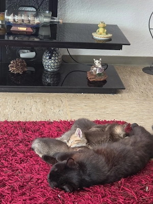 Wunderschöne Britisch Shorthair Kitten (Golden Tabby) suchen ein neues Zuhause