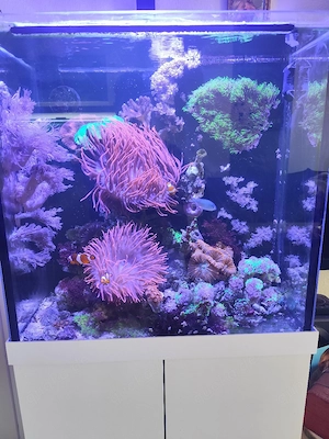 Meerwasser Komplettbesatz (Lebendgestein, Fische & Korallen) OHNE Becken und Technik 