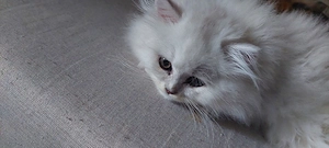 Perser kitten 