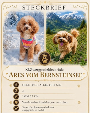 Cavapoo Welpen ab September abzugeben  Bild 4