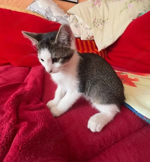    Süße Babykatze sucht ein liebevolles Zuhause   