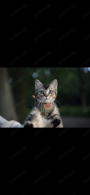    liebevoller Kater (3 Monate) sucht ein liebevolles Zuhause   