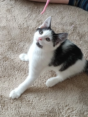 Kitten sucht Zuhause 