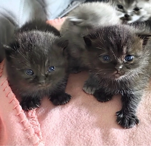 Bkh kitten 