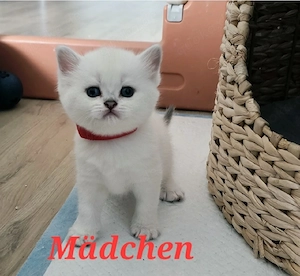 BKH kitten mit Stammbaum 