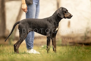 Erdélyi Kopó x Magyar Vizsla