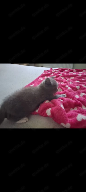 Wunderschönes BKH Mädchen (Kitte 12 Wo.) sucht einen neuen Dosenöffner