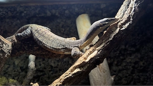 1.1 Varanus glauerti 