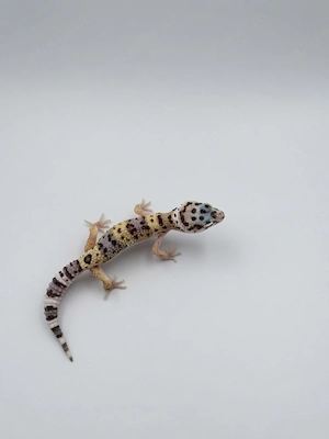 Leopardgecko Nachzuchten 0.0.1 05.2026