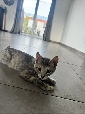 4-Monate altes Kitten zu verkaufen 