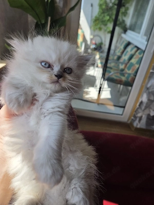 Kitten zu verkaufen 