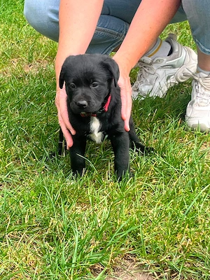mischlingswelpen Labrador bordercollie