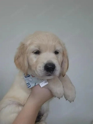 Golden-Retriever-Welpen