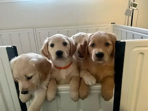 Golden-Retriever-Welpen