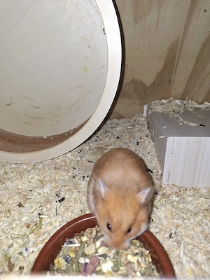 Junge Goldhamster 