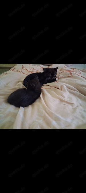 Hallo, will uns denn keiner? Wir sind 2 wunderschöne BKH Kitten und suchen einen neuen Dosenöffner