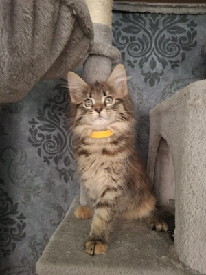 Reinrassige XL Maine Coon Kitten nur noch1 Kater + 1 Katze