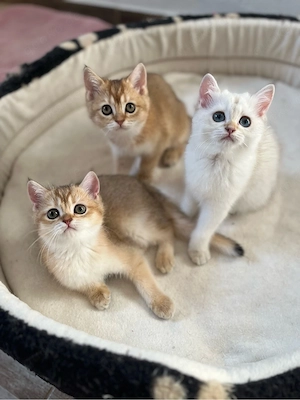 Bkh Kitten geimpft ABHOLBEREİT (golden shaded ,golden point)