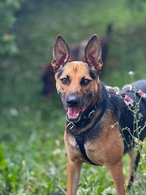Die liebe Agatha aus 72124 Pliezhausen sucht ihr Zuhause