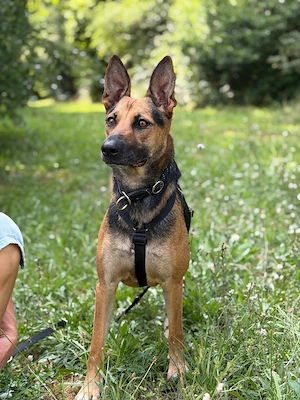 Die liebe Agatha aus 72124 Pliezhausen sucht ihr Zuhause