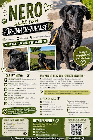 Nero sucht ein Zuhause 