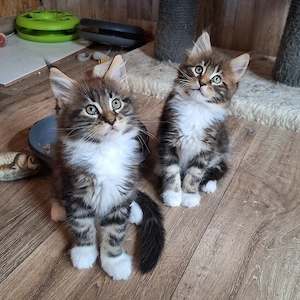 MaineCoon kitten