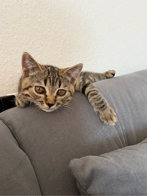 verschmuster BKH Kitten 