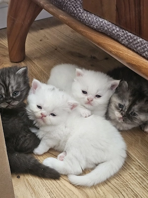 Bkh Kitten weibchen männchen
