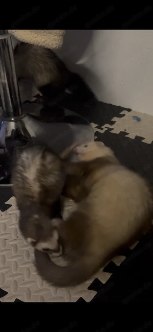 Frettchen Weibchen und Männchen