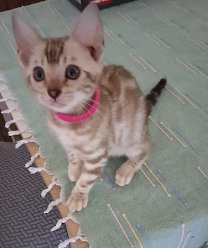 Bengal Babys