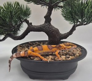 Wunderschöne Leopardgeckos 2026 abzugeben super zahm