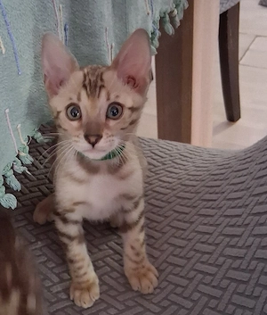 Bengal Babys